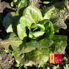 Laitue romaine Brune de Genève