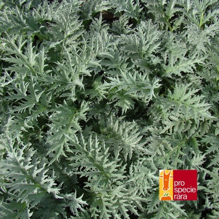 Cardon Argenté sans épines de Plainpalais