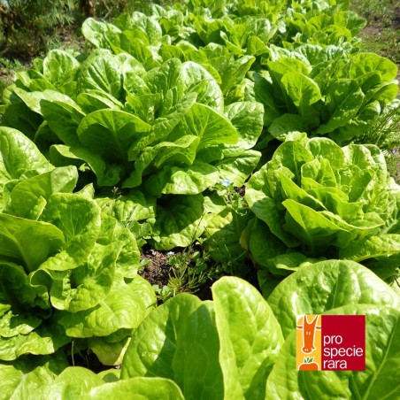 Laitue romaine Blonde lente à monter