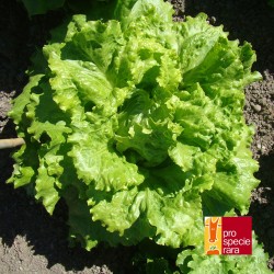 Laitue Chou de Naples