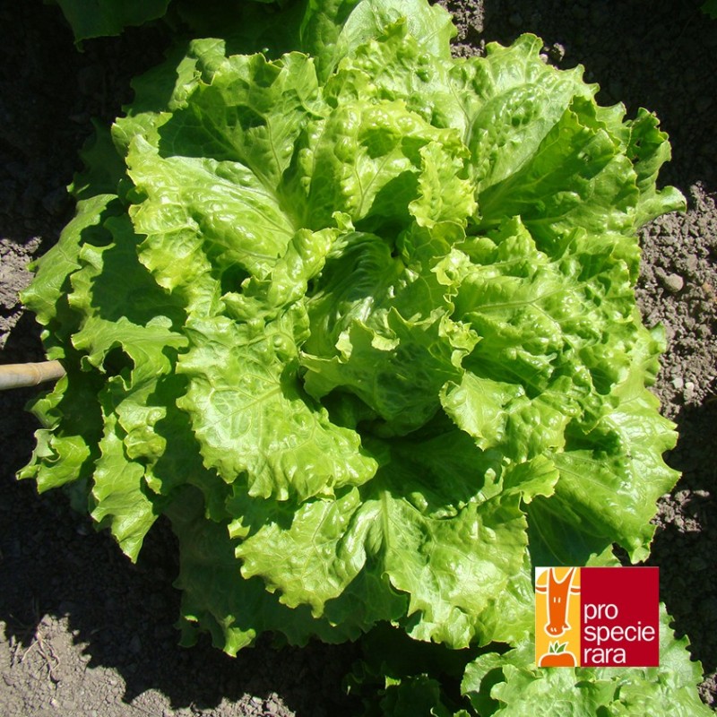 Laitue Chou de Naples