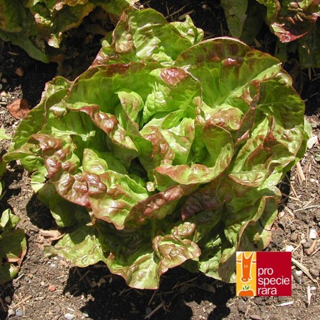 Laitue Brune percheronne
