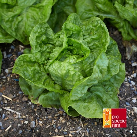 Laitue Blonde du Cazard