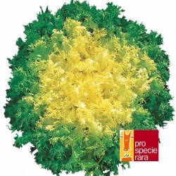 Chicorée scarole frisée Fine de Louviers