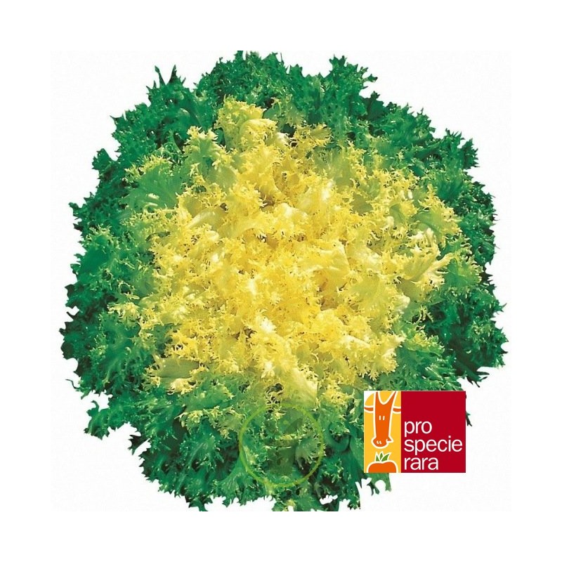 Chicorée scarole frisée Fine de Louviers