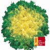 Chicorée scarole frisée Fine de Louviers