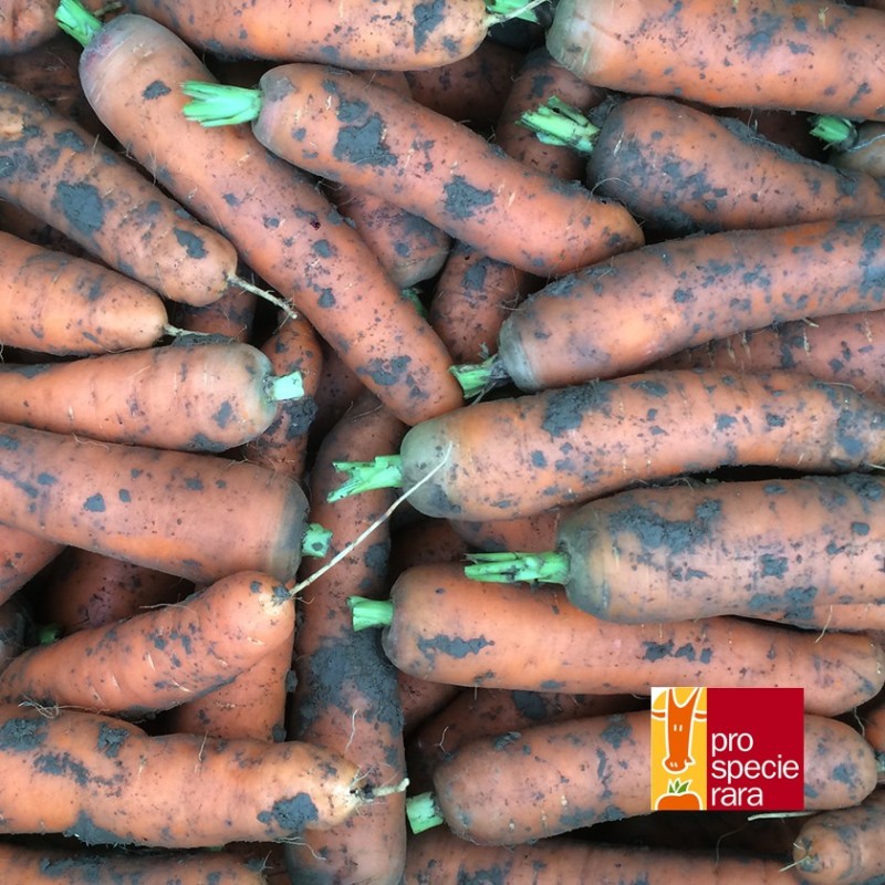 Carotte Touchon sans coeur