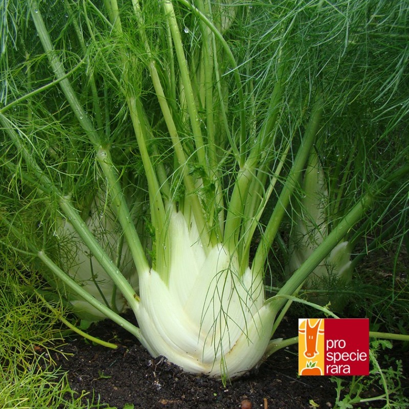Fenouil Fino