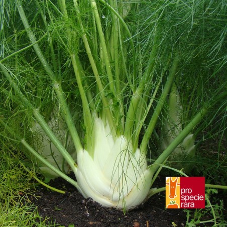 Fenouil Fino