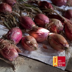 Oignon Rouge de Florence