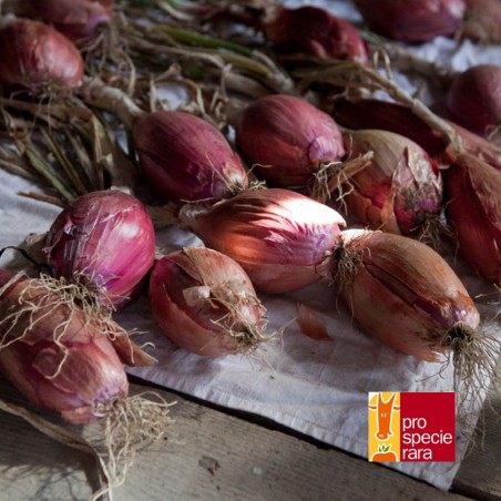 Oignon Rouge de Florence