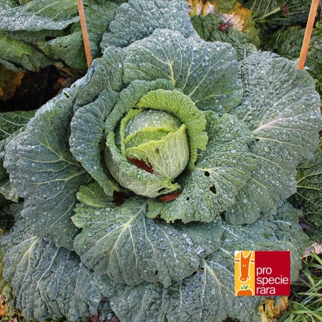 Chou frisé A pied court de Plainpalais