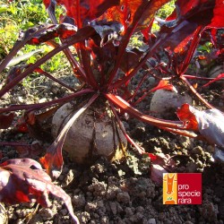 Betterave Noire de Lausanne