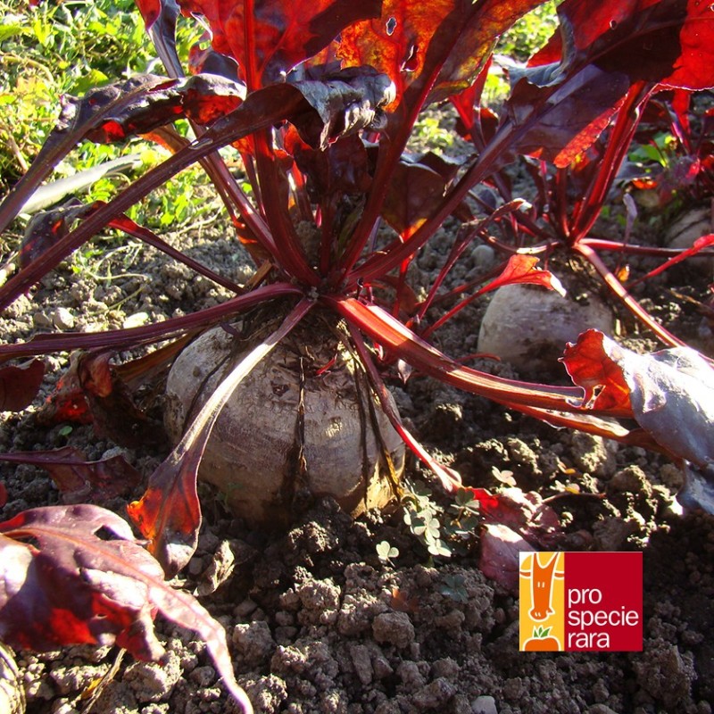 Betterave Noire de Lausanne