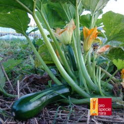 Courgette Verte des maraîchers