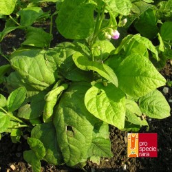 Haricot nain Marché de Genève