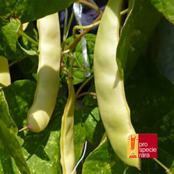 Haricot à rames Beurré bernois