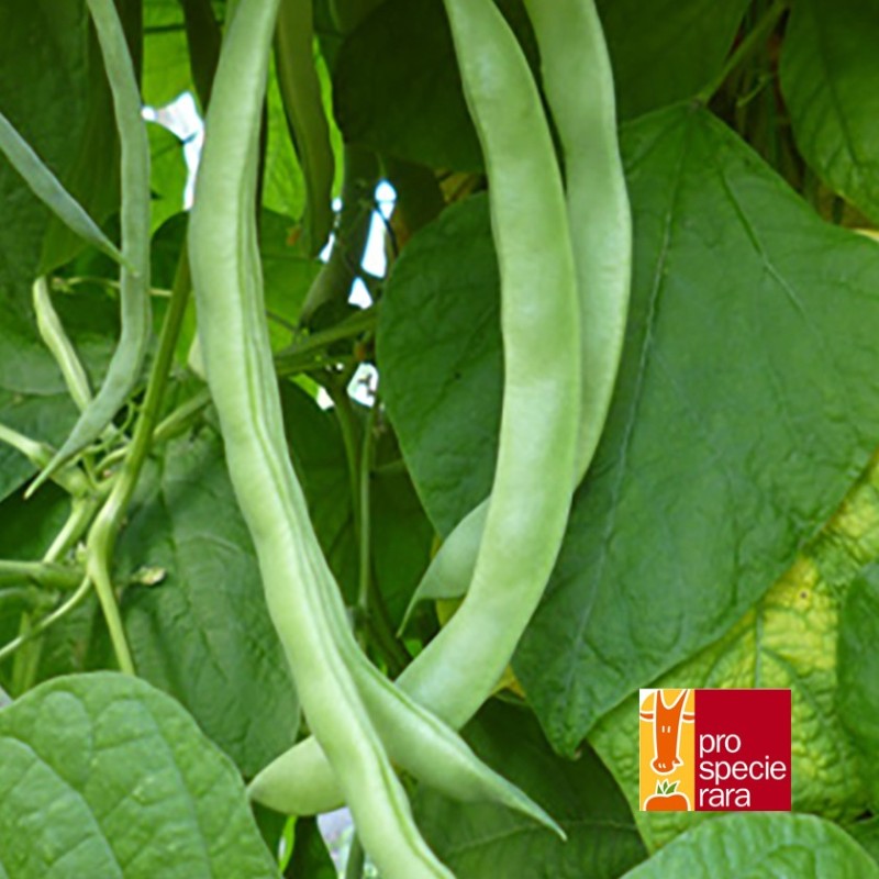 Haricot à rames Beige strié de brun