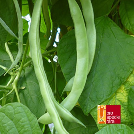 Haricot à rames Beige strié de brun