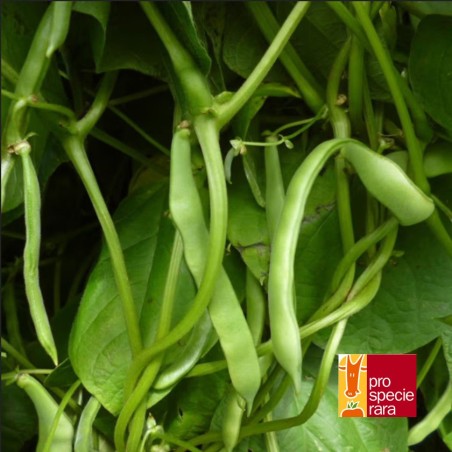 Haricot à rames de Bözingen