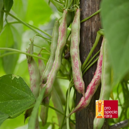 Haricot à rames Borlotto