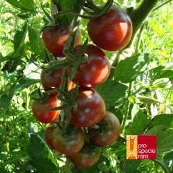 Tomate cerise Black Cherry