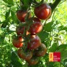 Tomate cerise Black Cherry
