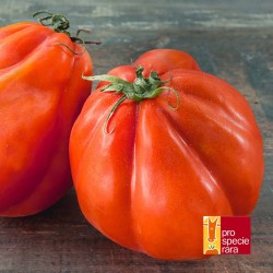 Tomate Cœur de Bœuf de Nice