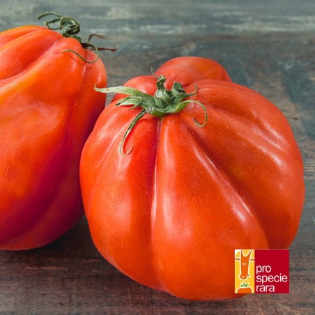 Tomate Cœur de Bœuf de Nice