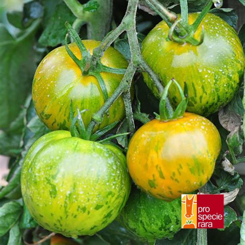 Tomate Green Zebra