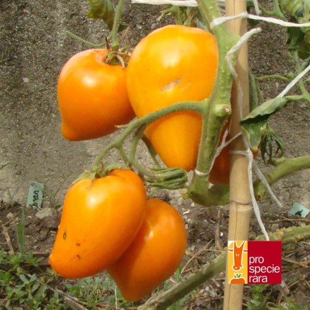 Tomate Jaune du lac de Bret