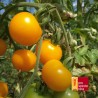 Tomate Jaune de Thoune