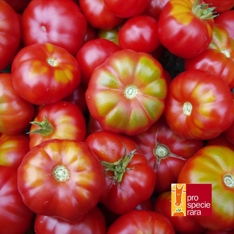 Tomate Originale de Zurich