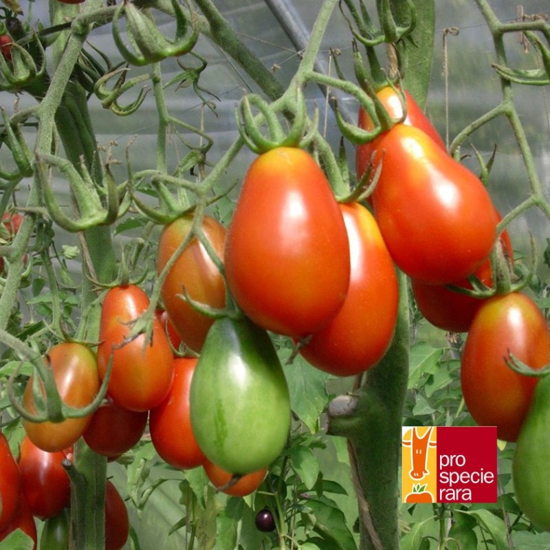 Tomate Petite rouge de Bâle