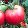 Tomate Rose de Berne du Liechtenstein