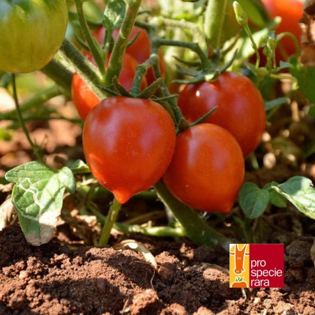 Tomate Spongillo di Torre del Greco