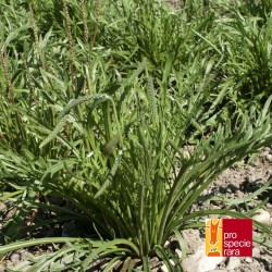 Plantain Corne de cerf