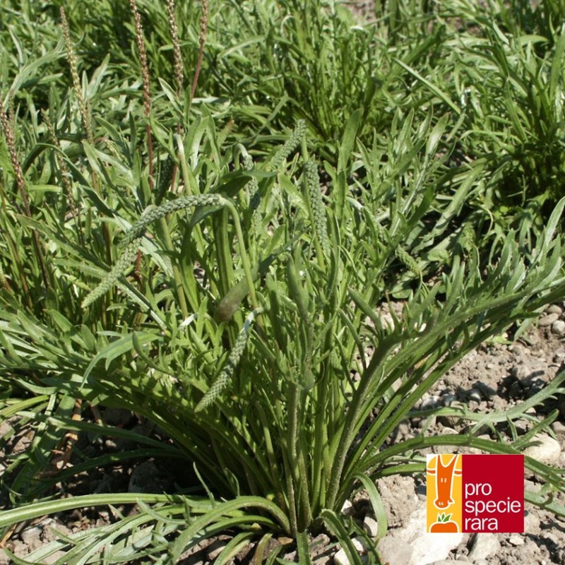 Plantain Corne de cerf