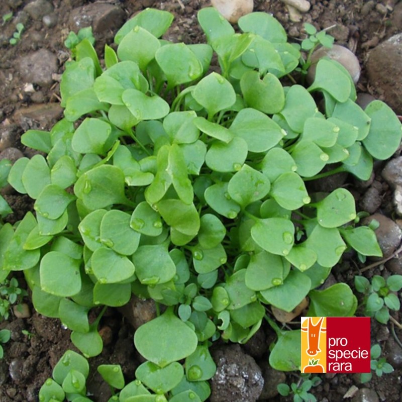 Pourpier d'hiver (Claytone de Cuba)