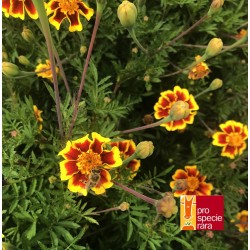 Tagète Légion d’honneur