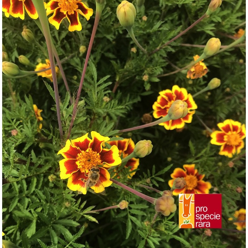 Tagète Légion d’honneur