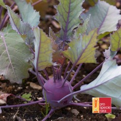 Colrave Délicatesse violet