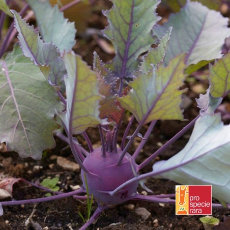 Colrave Délicatesse violet