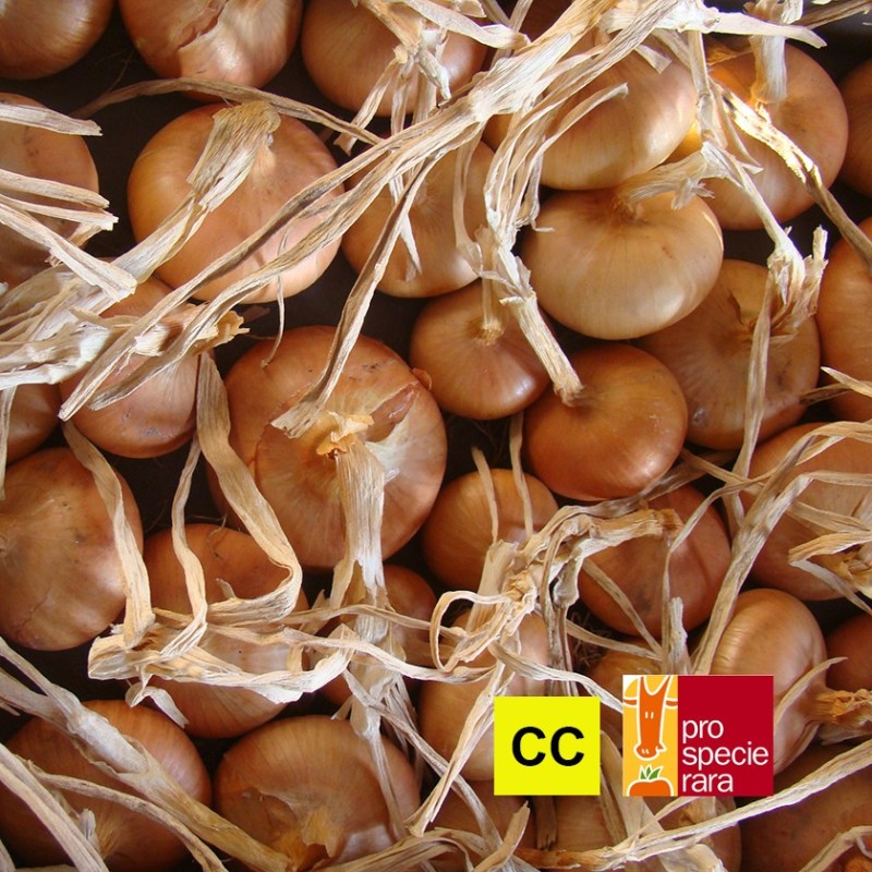 Oignon Jaune de Savoie