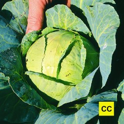 Chou Marner Lagerweiss