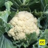 Chou-fleur Wainfleet