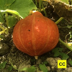 Potimarron français