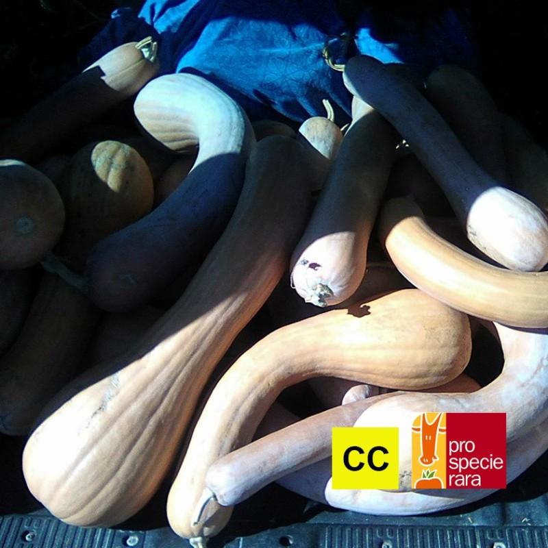 Courge Longue de Nice