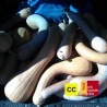 Courge Longue de Nice