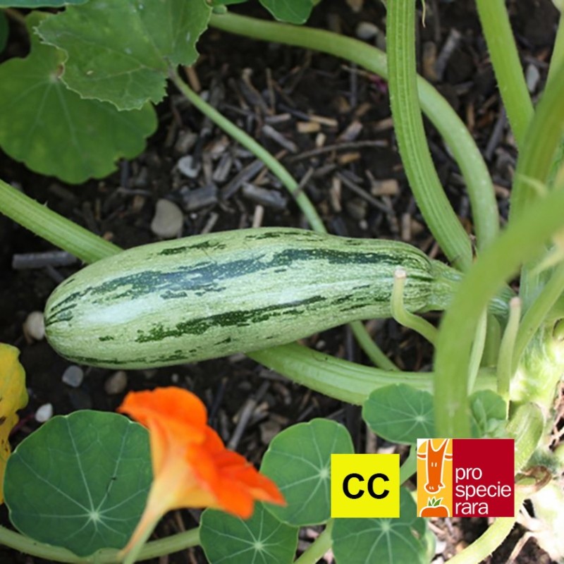 Courgette de Gênes Striée Vert-Jaune